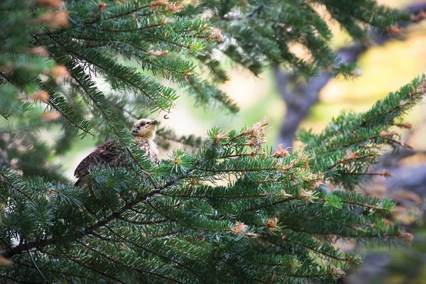 Caterpillars: The Caterpillar by Mateusz Piesiak