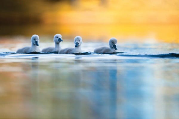 Mateusz Piesiak: Four Cygnets by Mateusz Piesiak