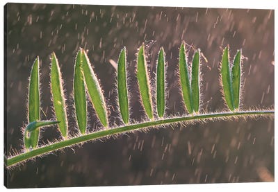 Summer Rain Canvas Art Print - Mateusz Piesiak