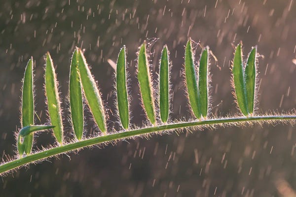 Mateusz Piesiak: Summer Rain by Mateusz Piesiak