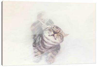 British Shorthair Canvas Art Print - British Shorthair Cat Art