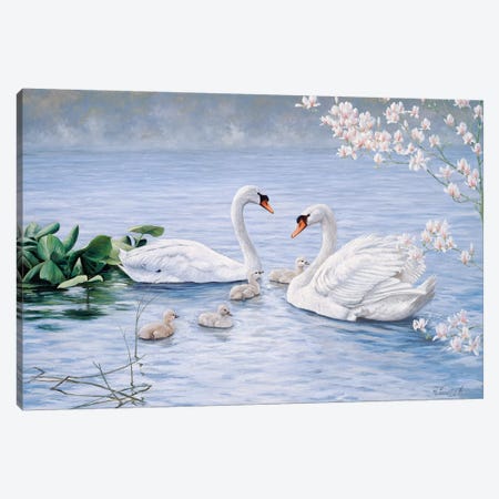 Proud Swan Family Canvas Print #MTZ36} by Peter Motz Canvas Wall Art