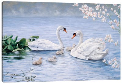 Proud Swan Family Canvas Art Print - Lake Art