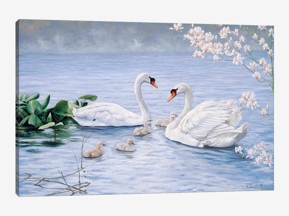 Proud Swan Family by Peter Motz 1-piece Canvas Art Print