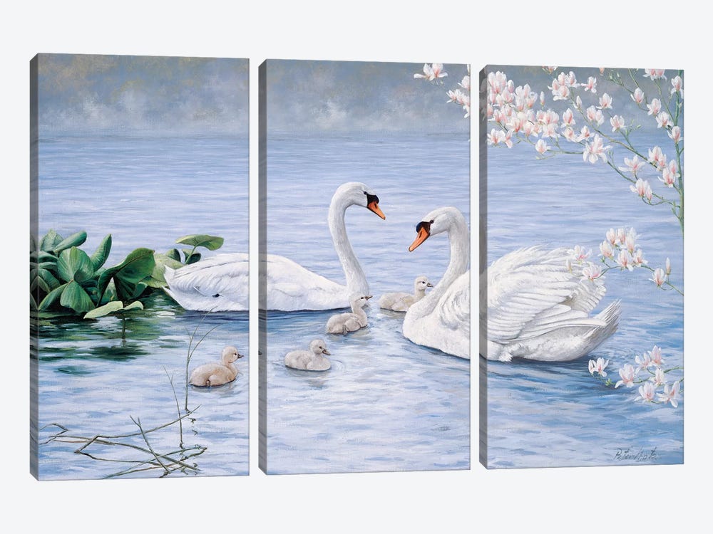 Proud Swan Family by Peter Motz 3-piece Canvas Print