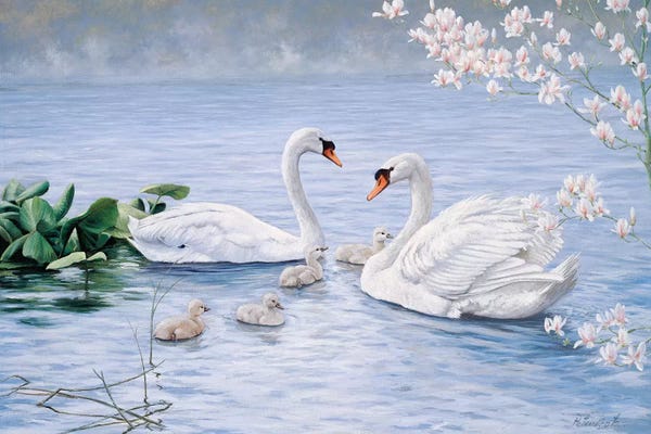 Peter Motz: Proud Swan Family by Peter Motz
