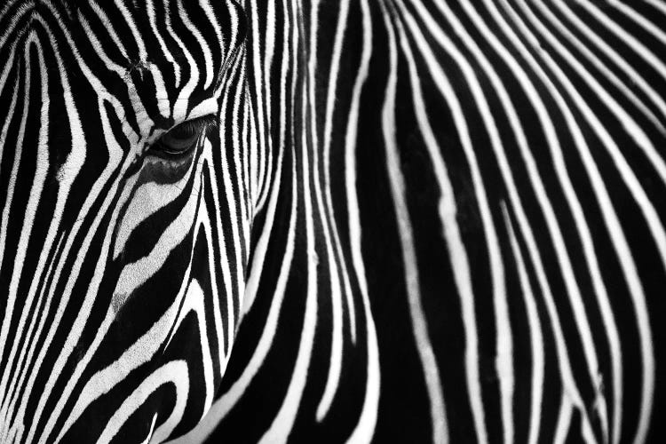 Zebra In Lisbon Zoo