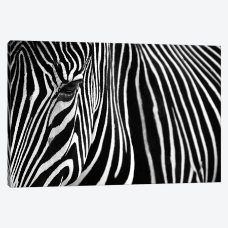 Zebra In Lisbon Zoo Canvas Print #MUM5} by Andy Mumford Art Print