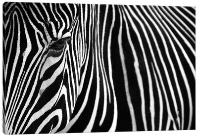 Zebra In Lisbon Zoo Canvas Art Print - Zebra Art