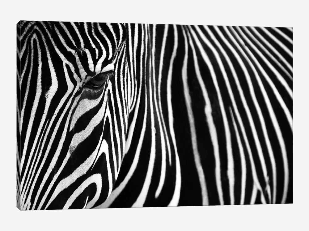 Zebra In Lisbon Zoo 1-piece Canvas Print