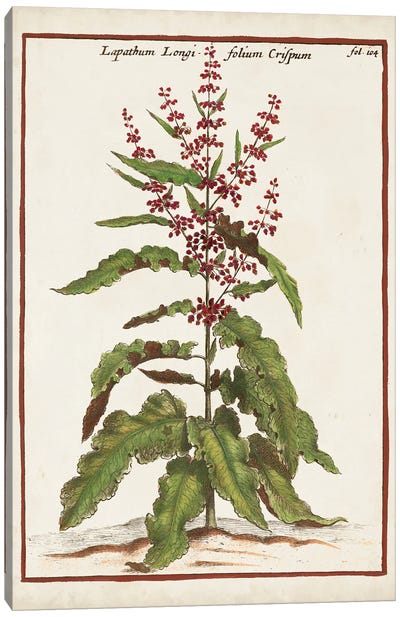 Munting Botanicals II Canvas Art Print