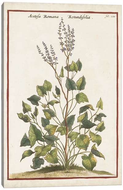 Munting Botanicals V Canvas Art Print