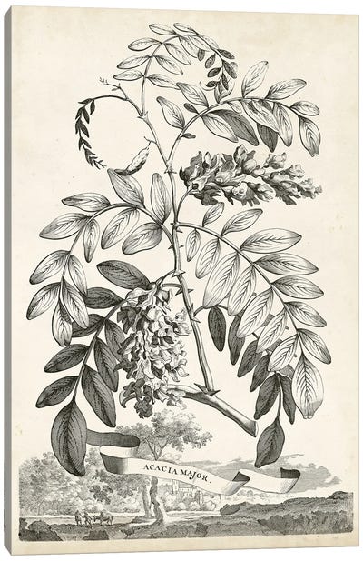 Scenic Botanical I Canvas Art Print