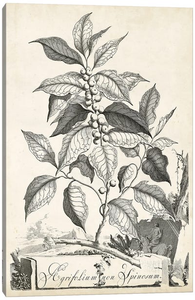 Scenic Botanical III Canvas Art Print