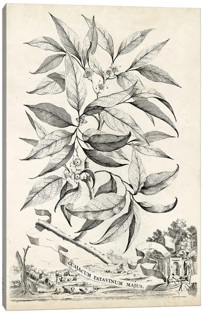 Scenic Botanical IV Canvas Art Print