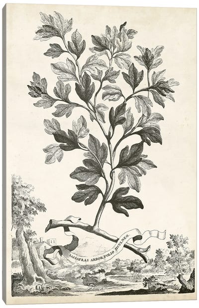 Scenic Botanical V Canvas Art Print