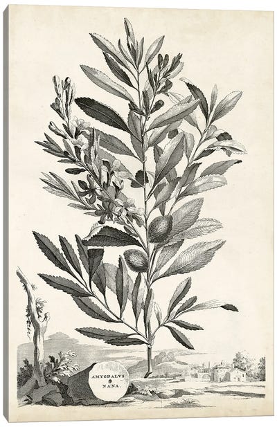Scenic Botanical VI Canvas Art Print