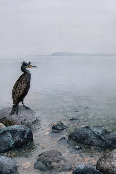 Rocky Beaches: The Shallows by Maggie Vandewalle