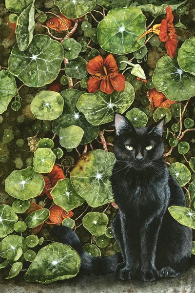 Black Cats: The Stuff Of Daydreams by Maggie Vandewalle