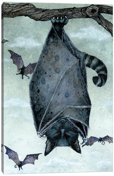 Catnap Canvas Art Print - Bat Art