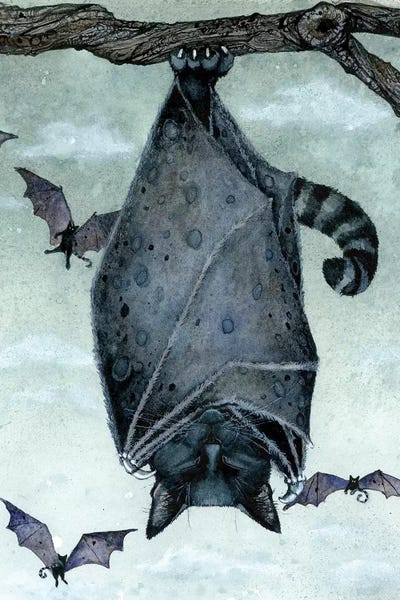 Black Cats: Catnap by Maggie Vandewalle