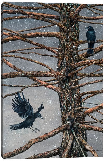 Corvus Corvidae And The Cedar Canvas Art Print - Love Birds