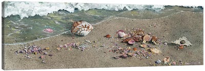 Detritus Canvas Art Print - Sea Shell Art