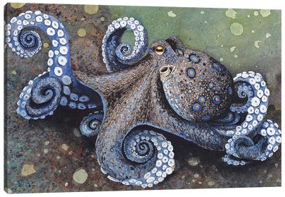 Strut Canvas Art Print - Sea Life Art