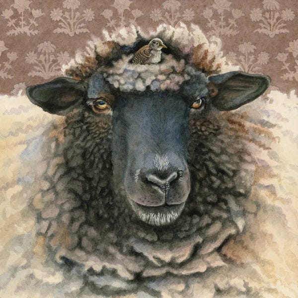 Sheep: A Suitable Nest by Marvindale