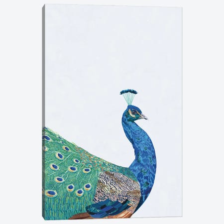 Perfect Peacock Canvas Print #MVS18} by Sarah Manovski Canvas Print