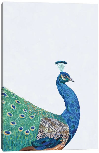 Perfect Peacock Canvas Art Print - Sarah Manovski