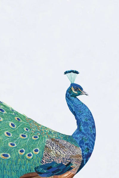 Sarah Manovski: Perfect Peacock by Sarah Manovski