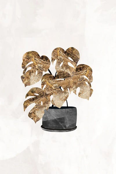 Sarah Manovski: Gold Swiss Cheese Plant by Sarah Manovski