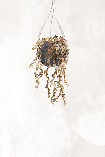 Sarah Manovski: Gold String Of Pearls Plant by Sarah Manovski