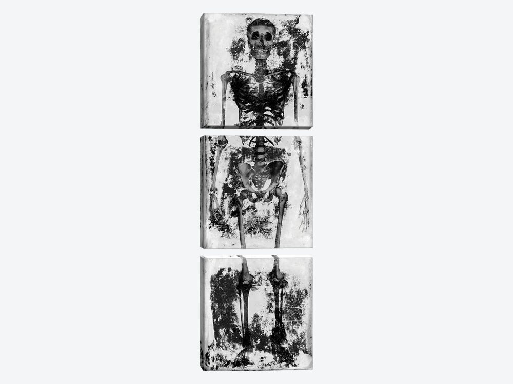 Skeleton IV by Martin Wagner 3-piece Canvas Print