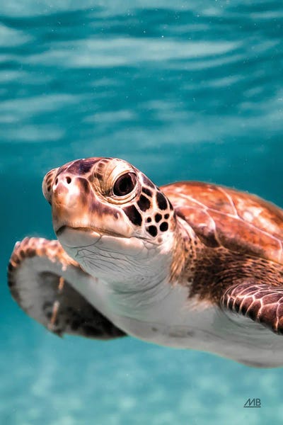 Max Blakesberg Studios: Close Up by Max Blakesberg Studios