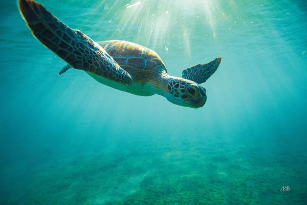 Max Blakesberg Studios: Dive by Max Blakesberg Studios