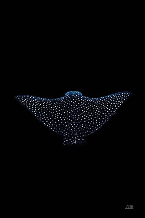 Eagle Ray Dark