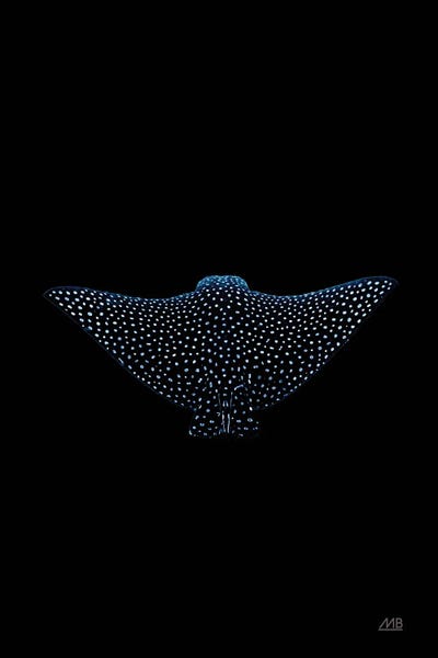 Max Blakesberg Studios: Eagle Ray Dark by Max Blakesberg Studios