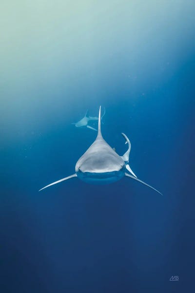 Sharks: Heads Up by Max Blakesberg Studios