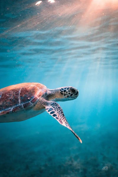 Max Blakesberg Studios: Just Keep Swimming by Max Blakesberg Studios