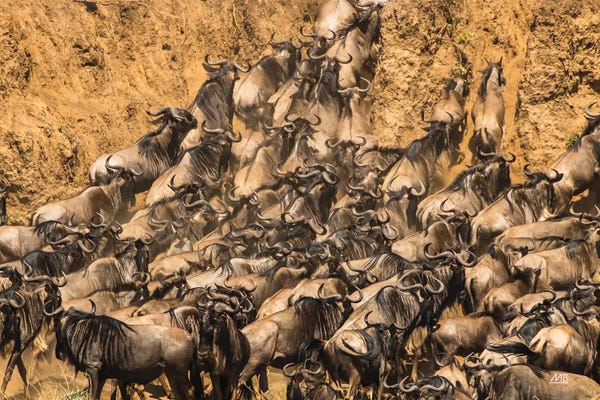 Max Blakesberg Studios: Kenyan Herd I by Max Blakesberg Studios