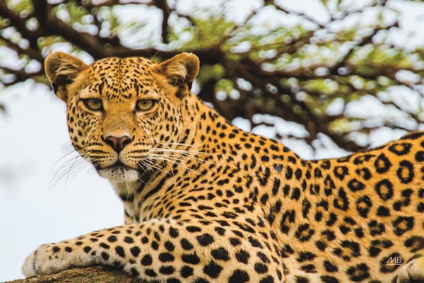 Lounging Leopard