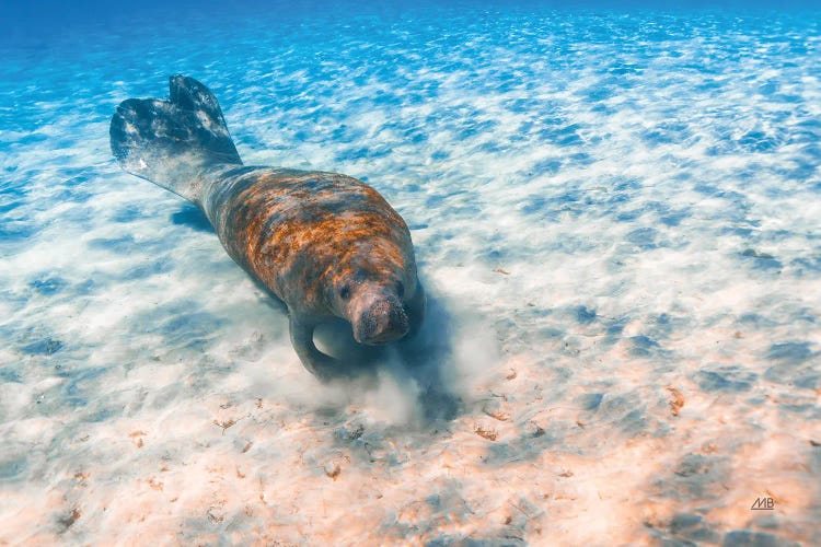 Manatee by Max Blakesberg Studios wall art