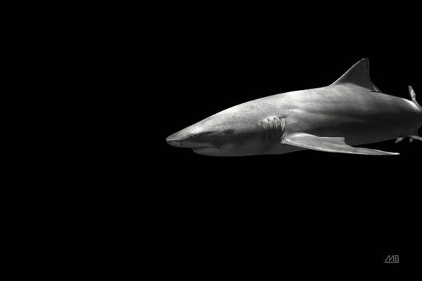 Sharks: On the Hunt by Max Blakesberg Studios