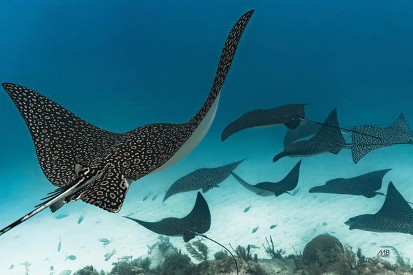 Max Blakesberg Studios: Ray Day I by Max Blakesberg Studios