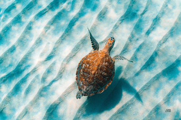Max Blakesberg Studios: Sandbar Sea Turtle II by Max Blakesberg Studios