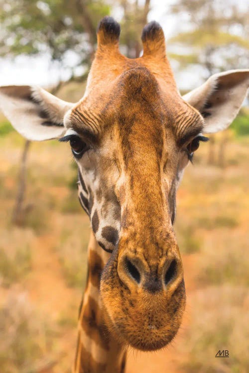 Silly Giraffe II by Max Blakesberg Studios wall art