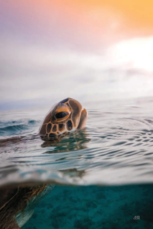 Sunrise Swim by Max Blakesberg Studios wall art