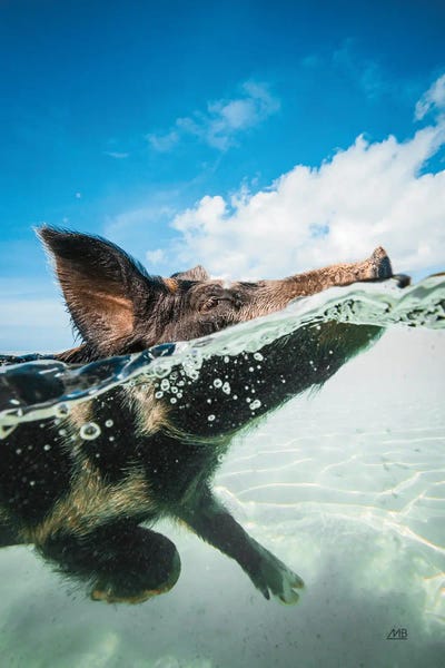 Pigs: Swimming Pig by Max Blakesberg Studios